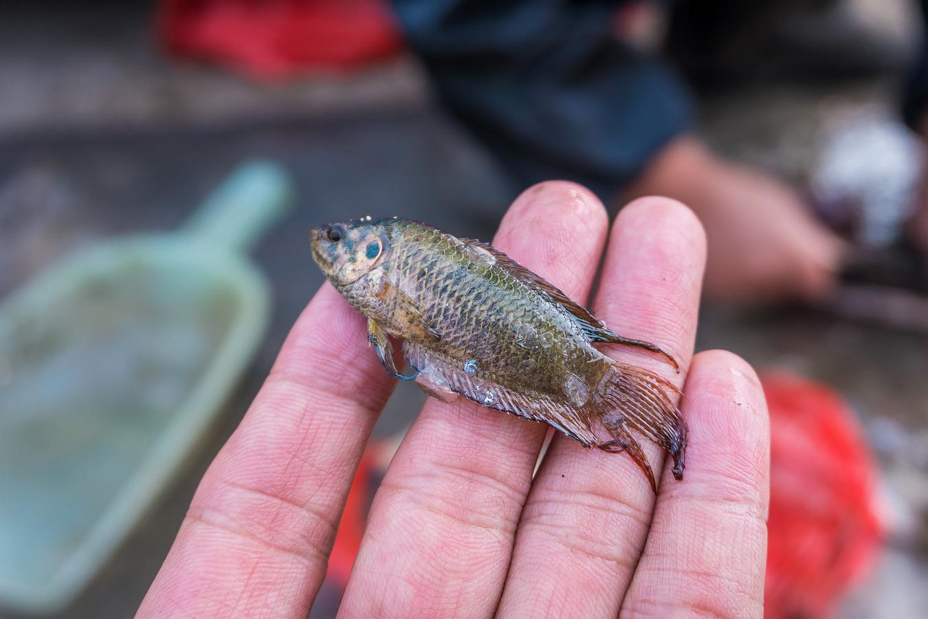 农村大集上卖的这些河里野味稀罕物80一斤城里人看了下不去嘴