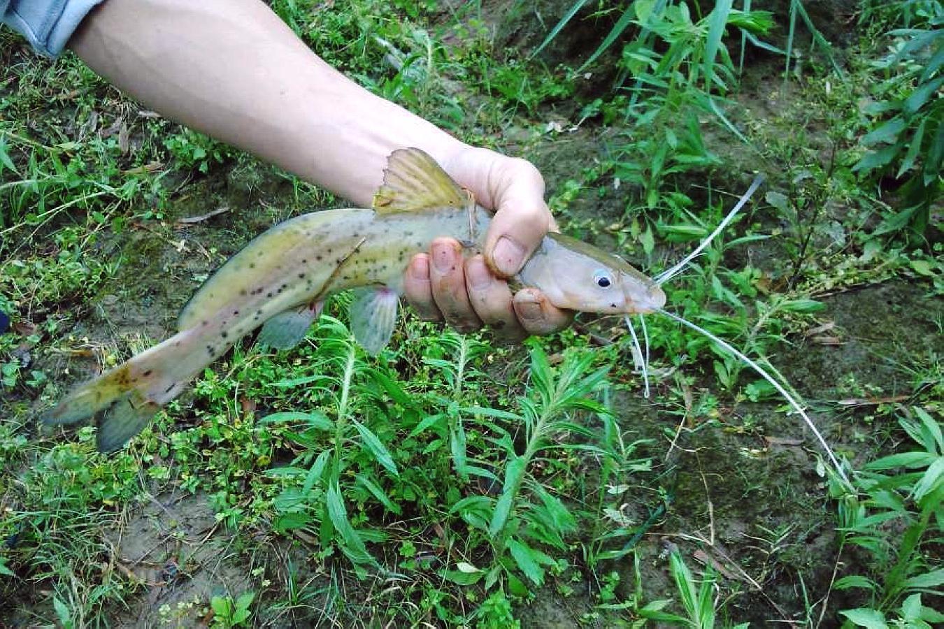 乡下这种野鱼,价格令人咋舌,只有在高级饭店才吃得到|泡椒|芝麻|剑鱼