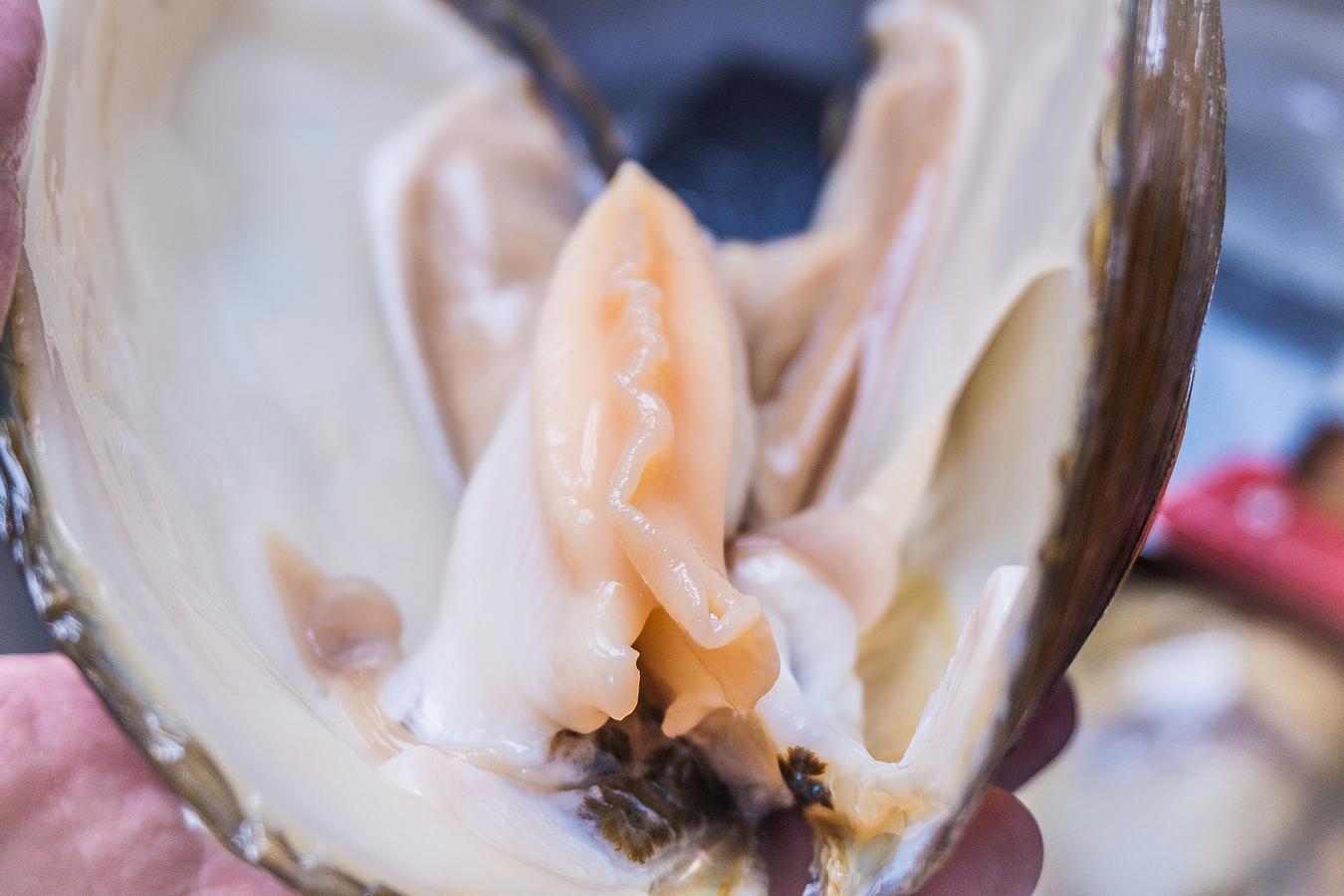 河蚌|美人|河蚌肉_新浪新闻