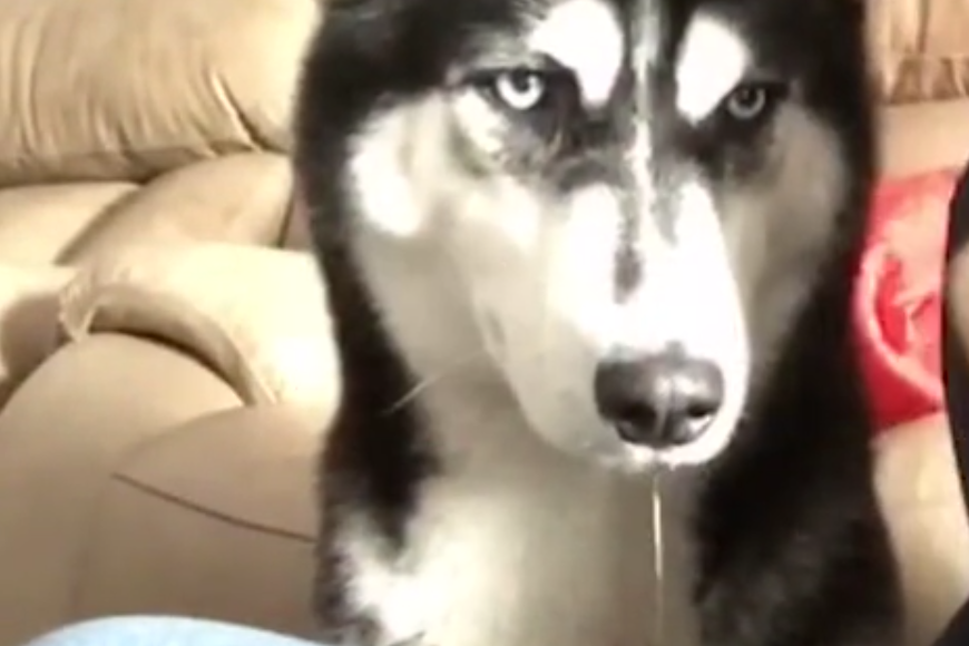 哈士奇被馋的口水直流,主人当着二哈的面吃肉,二哈你也有今天!