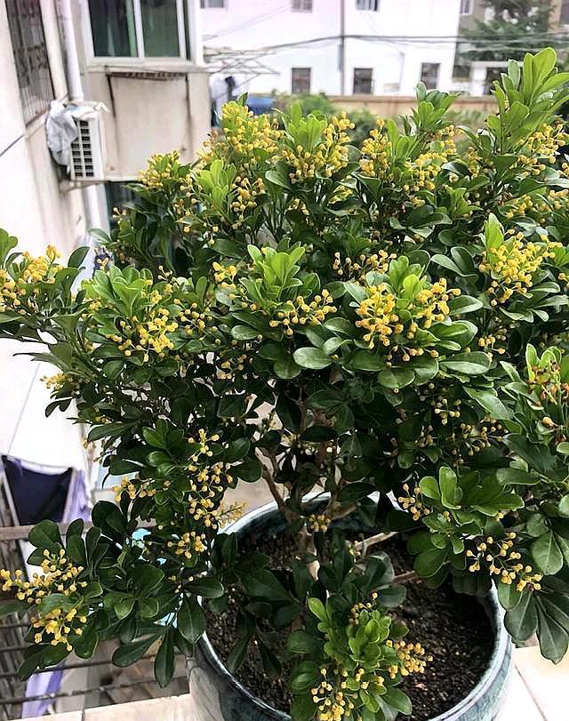 养米兰这点做好叶子不打蔫颜色油绿开花特别多