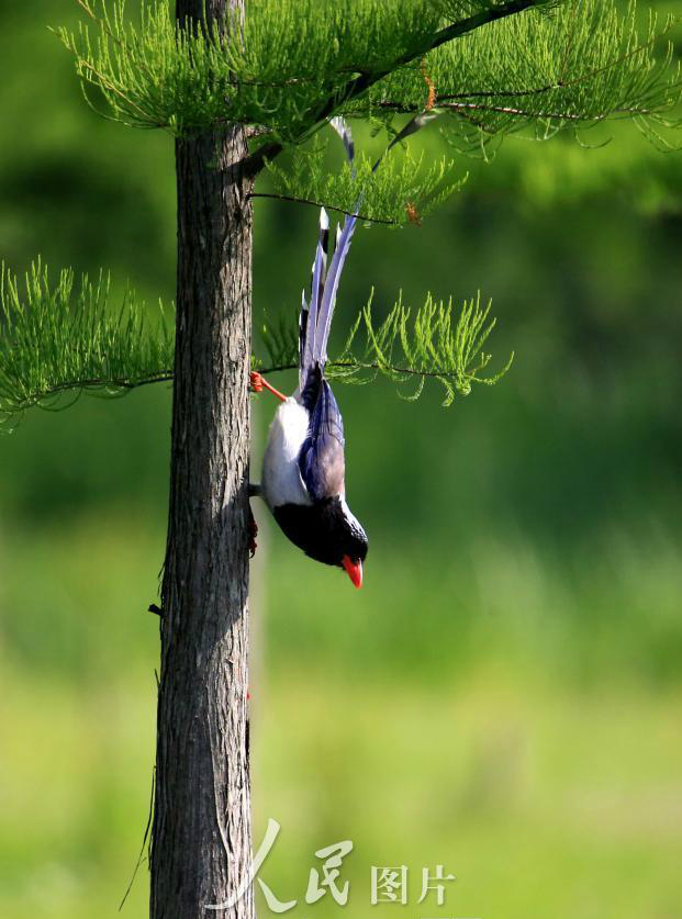 珍稀红嘴长尾喜鹊现身安徽黄山