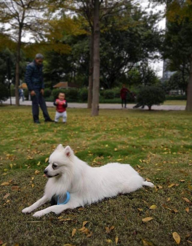 带狗狗出去遛,这样遛狗简直是要了它的命,遛狗的雷区你中了多少
