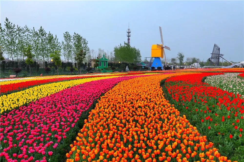 春色無邊荷蘭花海美景如畫