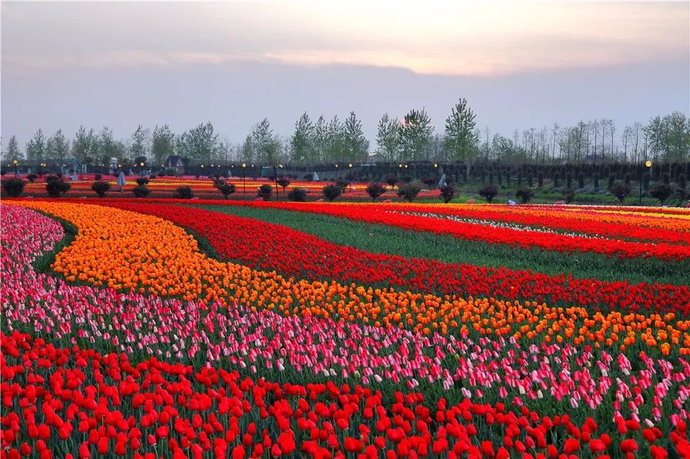 春色无边荷兰花海美景如画