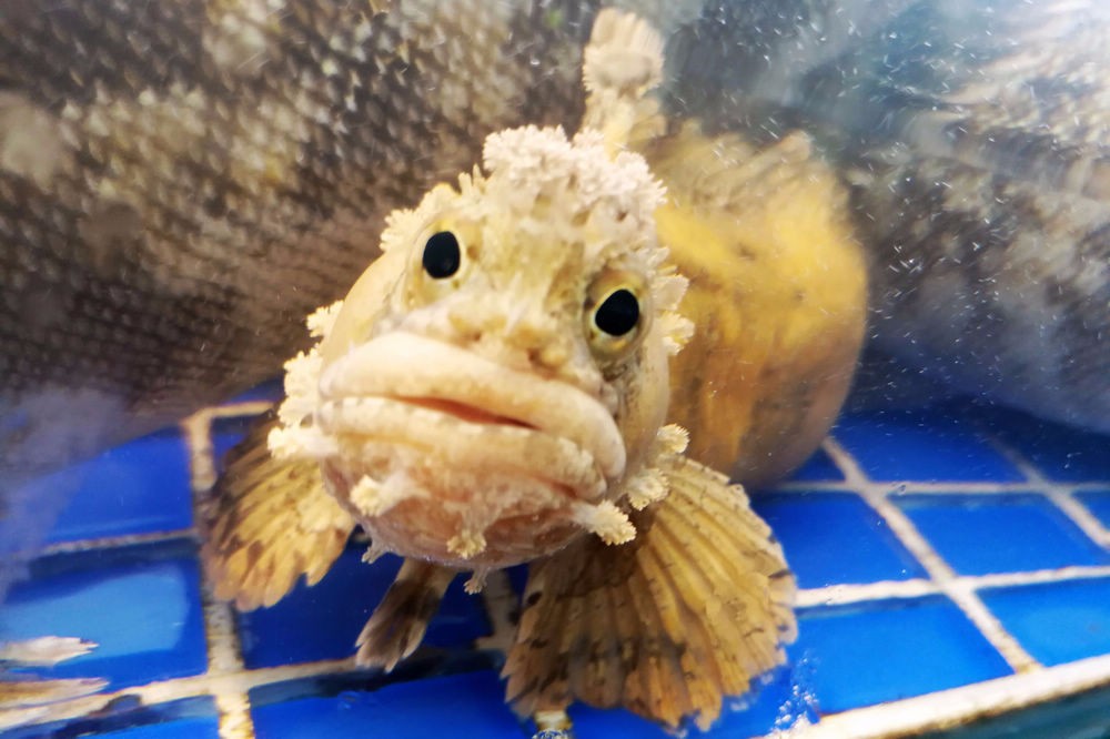 曾经被忽视的海鲜价格堪比皮皮虾的老头鱼海水中十分可爱