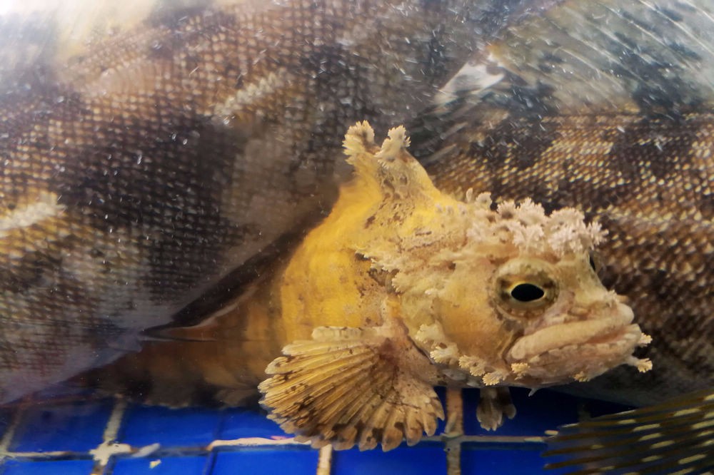 曾经被忽视的海鲜价格堪比皮皮虾的老头鱼海水中十分可爱