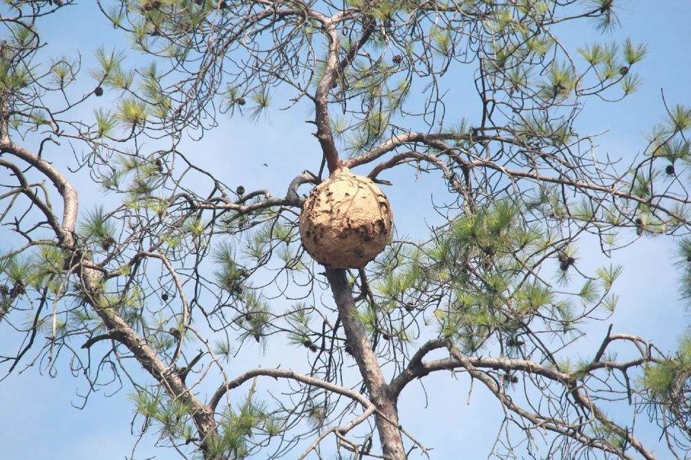 马蜂窝是野生马蜂的家园,这种蜂窝是可以入药使用的,在民间也有许多用