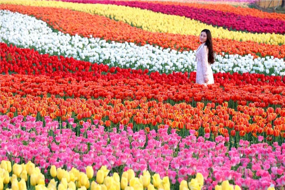 荷兰|大丰|花海_新浪新闻