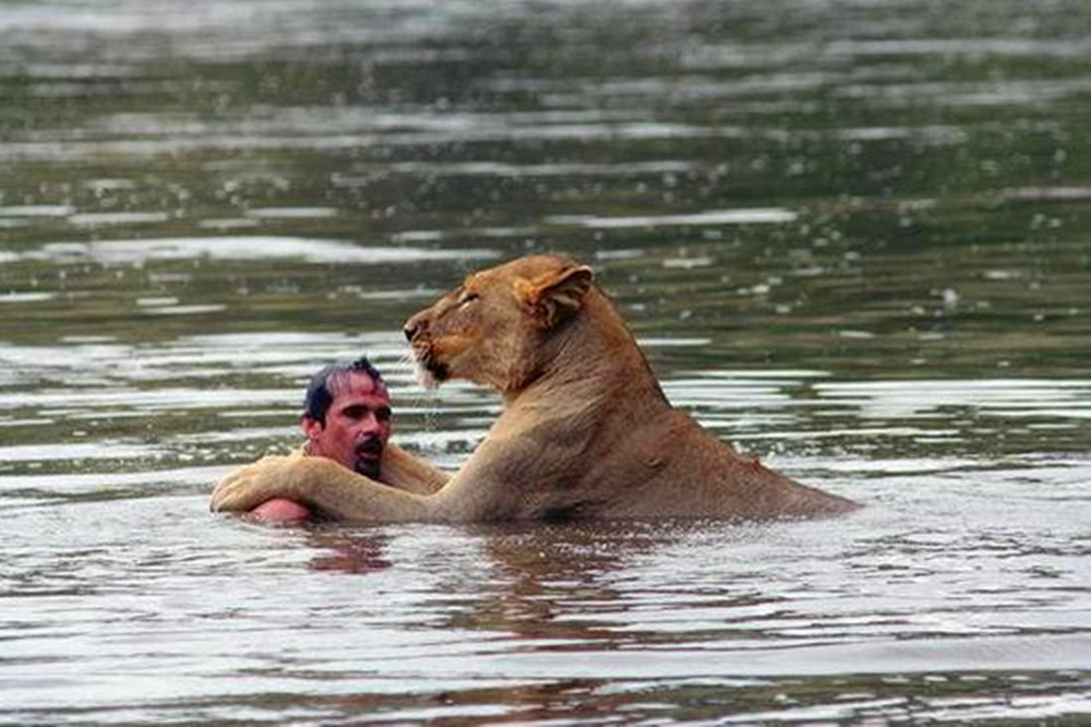男子和狮子一起泡澡,画面看着惊险,这是在用生命和狮子玩耍