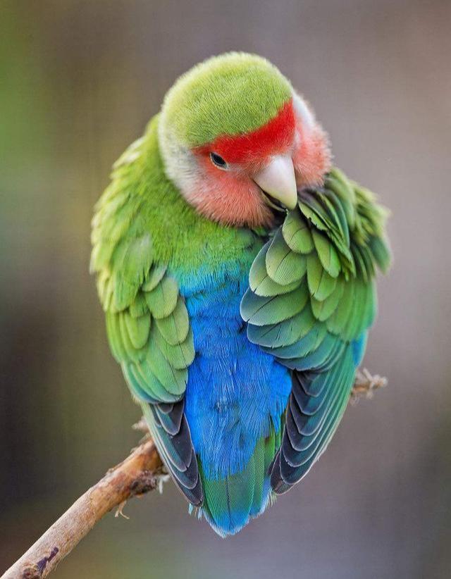 桃面爱情鹦鹉怎么养环境温度很重要