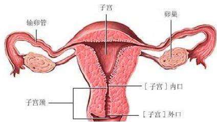 宫颈组织学分层示意图图片