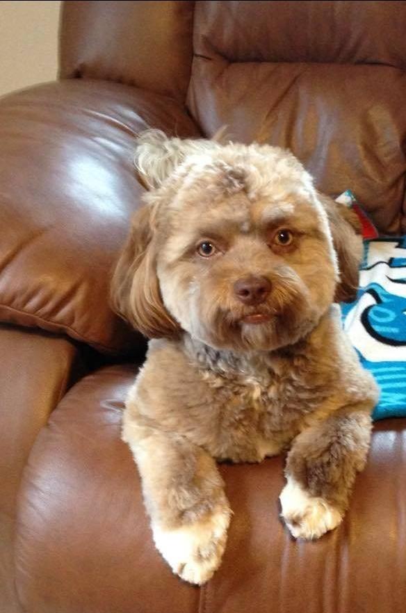 你见过这么像人的汪么?撞脸简直太可怕|狗狗|汪星|眼神_新浪新闻