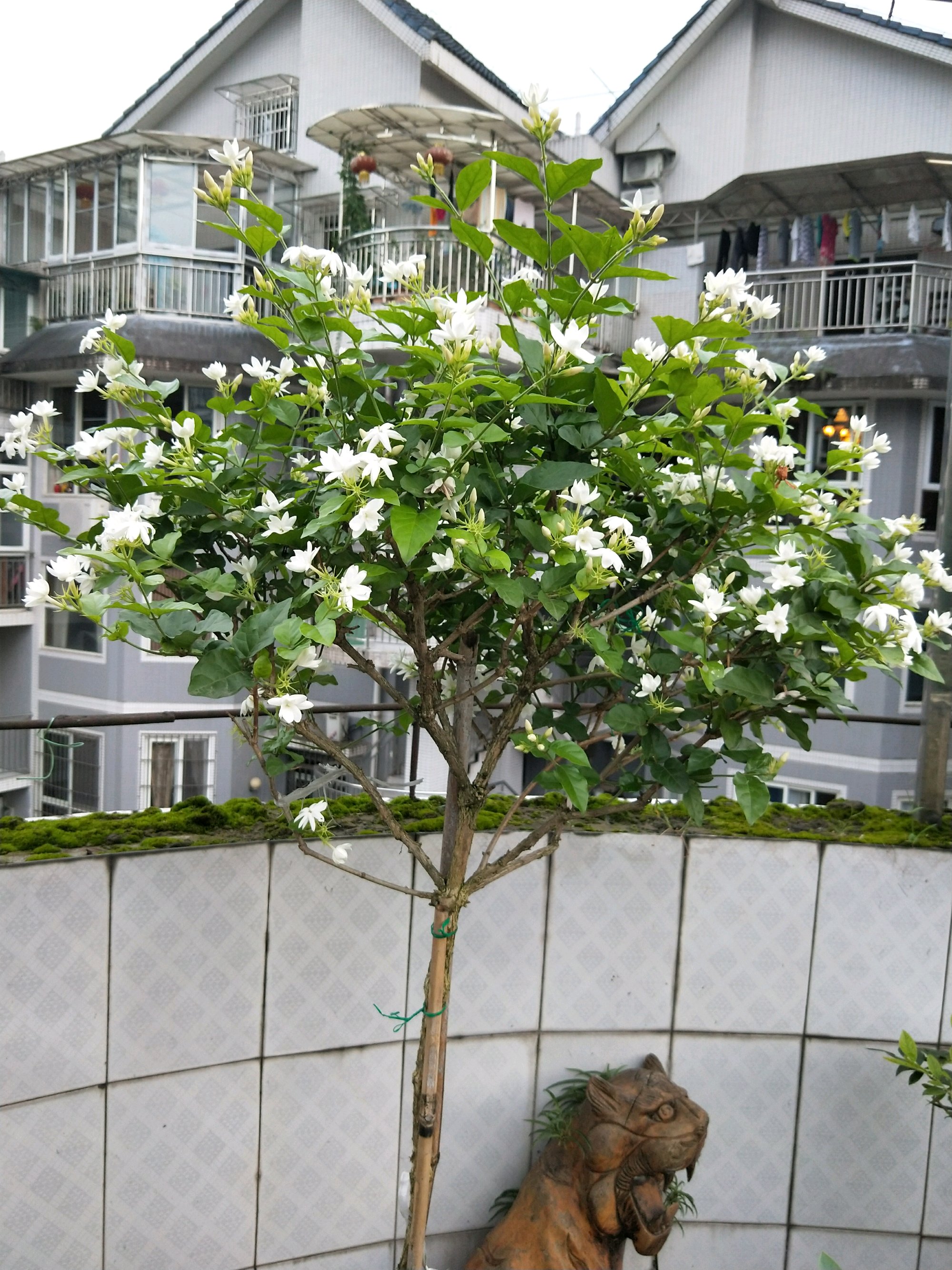 茉莉花怎么养好 _茉莉花怎么养-第1张图片-潮百科