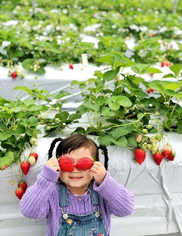 陈浩民一家人在日本摘草莓,孩子们活泼可爱,个个颜值都好高!