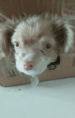 土狗怎么了?土狗也是一条生命!