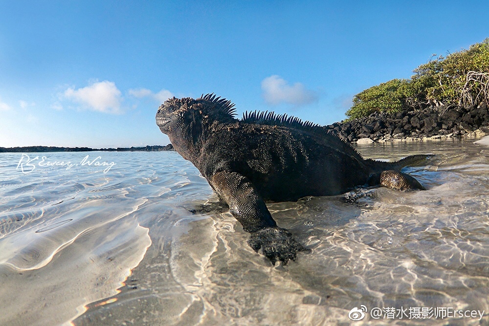 加拉帕戈斯海鬣蜥