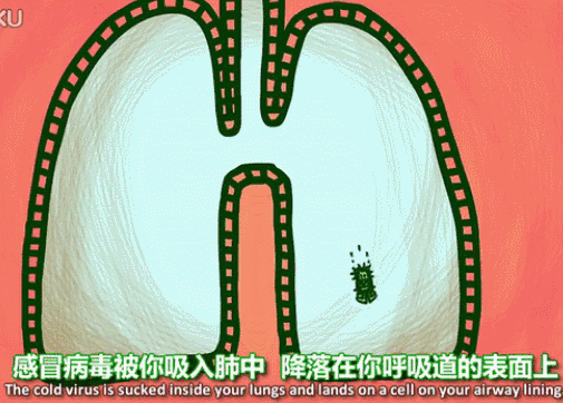 看看免疫细胞如何保护我们抵抗疾病入侵