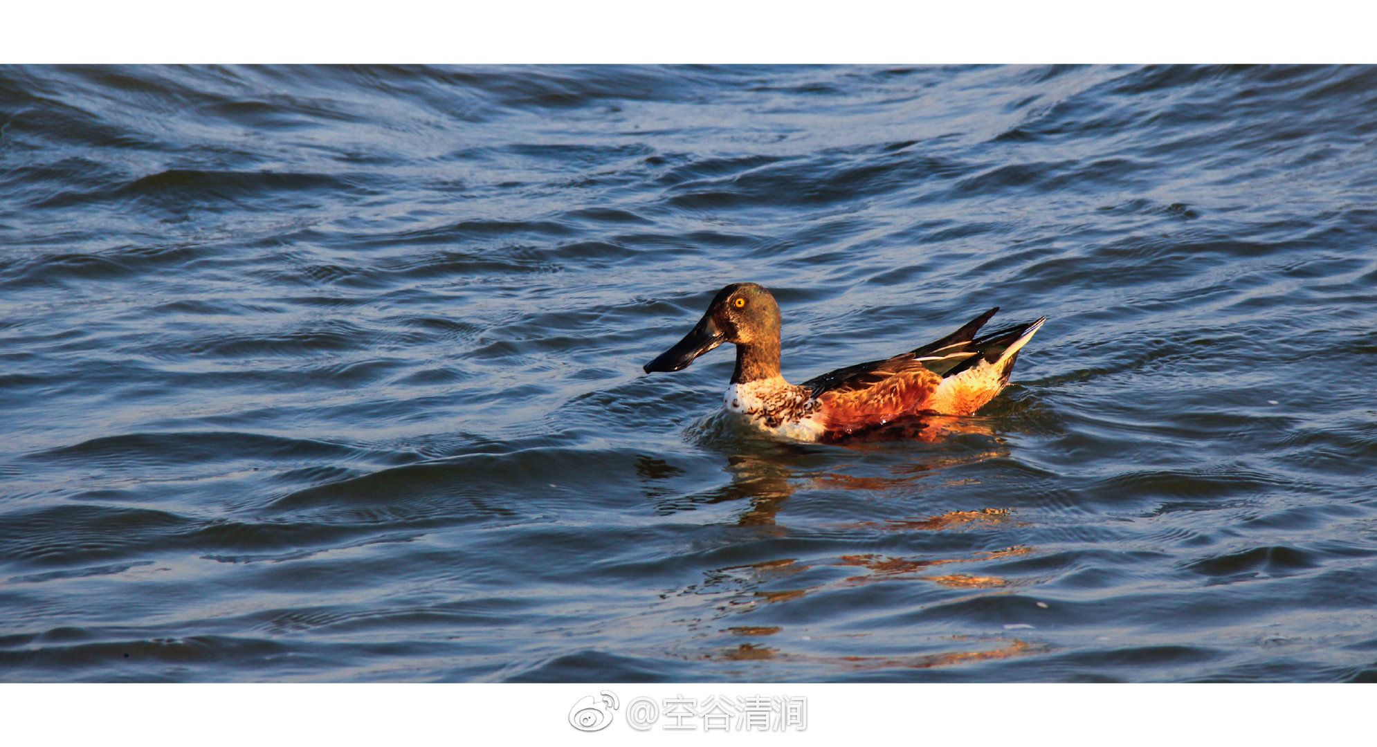 海面游弋的琶嘴鸭_新浪新闻