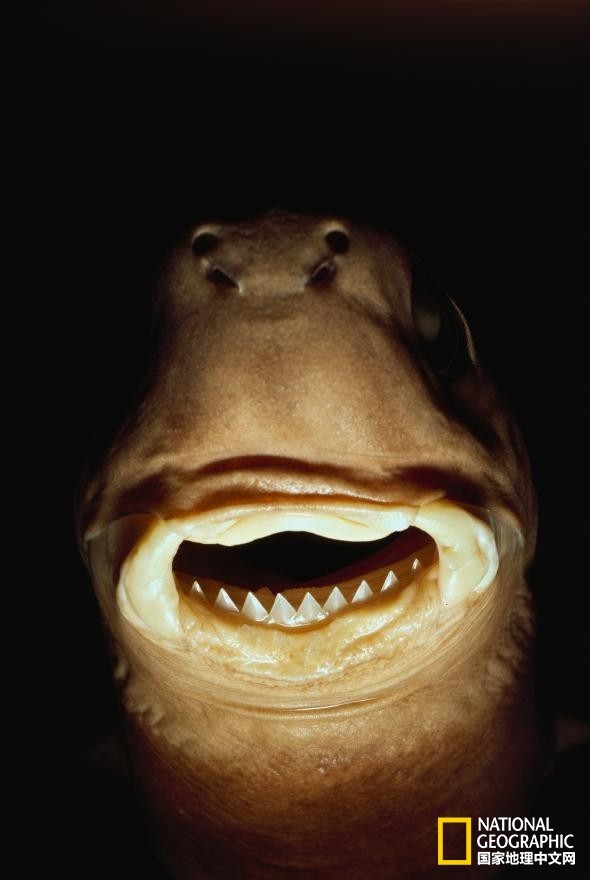 优雅与力量的结合,带你领略不一样的鲨鱼靓照