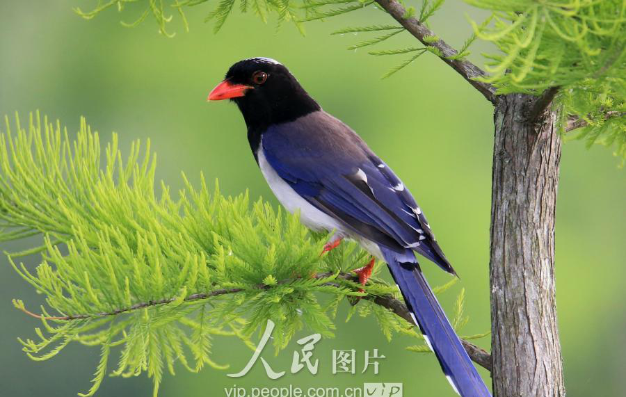 珍稀红嘴长尾喜鹊现身安徽黄山