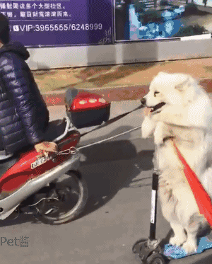 这样的遛狗方式确实很新颖,不过在大马路上这样遛还是很危险的,毕竟车