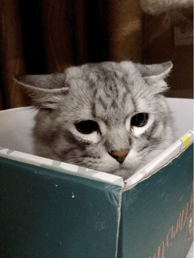 图一二:平常的猫图三四:干了坏事的猫