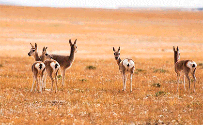 如果说,西藏是一种不去就治不好的病,新疆是一种去过就戒不掉的瘾