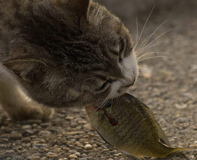为什么猫咪吃鱼时,从来不会被鱼刺卡住喉咙?看完绝对长知识