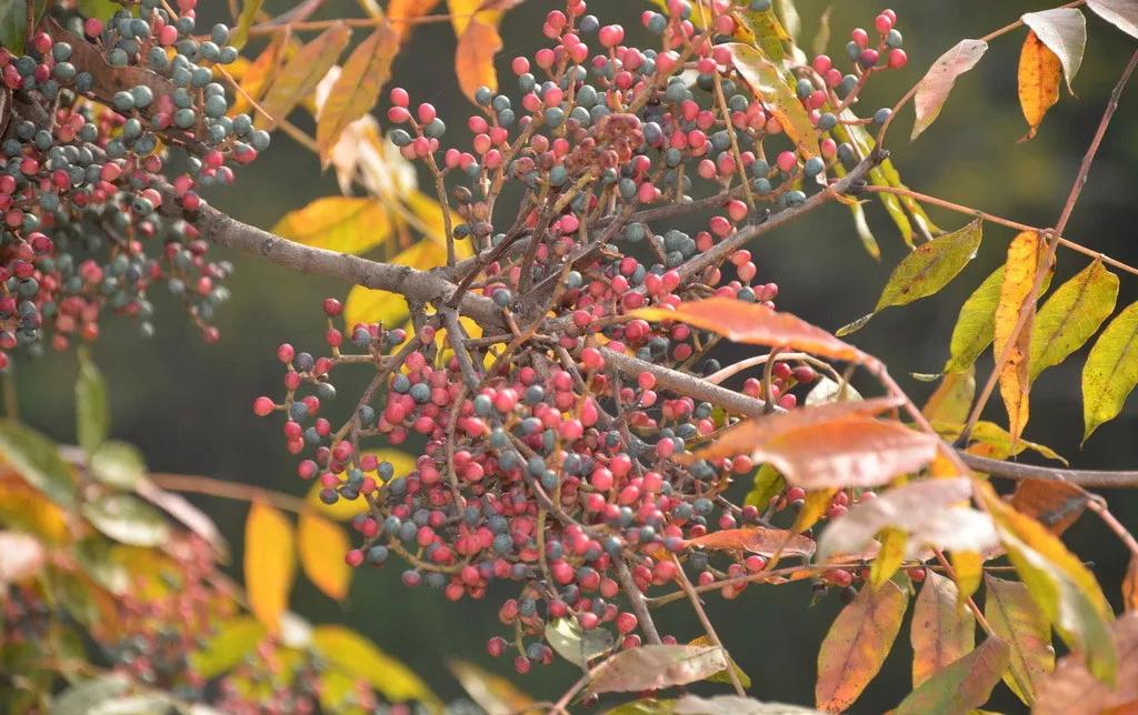 这是一棵有故事的树,更因孔子而闻名|园林|黄连木|树种_新浪新闻