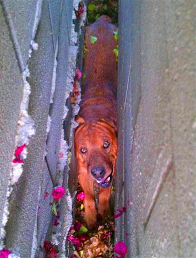 大金毛卡进墙缝里,铲屎官为救狗只能挖墙,强行学狗子拆家!