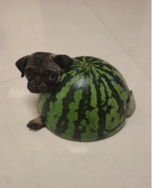 搞笑gif动图:兄弟,你这样就不要来地铁摸手了吧!