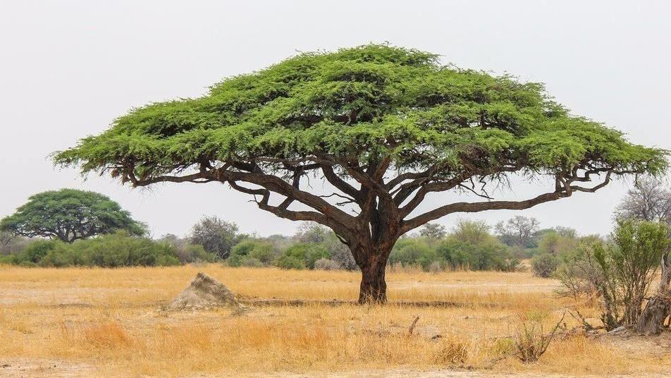 非洲大陆的传奇植物被发现,身怀两大绝技,动物都不敢伤害它