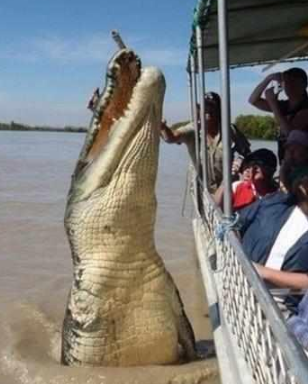 女子意外被鳄鱼吃掉,男子为妻子报仇,怒抓鳄鱼解剖了它