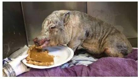 吃货届楷模,宠物猪火场中偷吃,差点变成烤乳猪!
