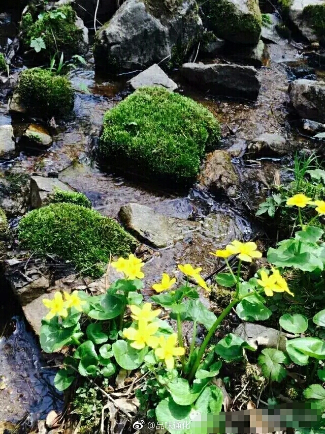 辉南四方顶七色花谷每年4月末5月初漫山遍野的各色野花