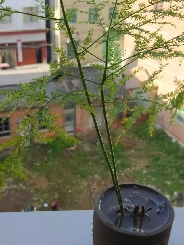 文竹养得好,也能长个2米高,看看怎么浇水的,蹭蹭长不停!