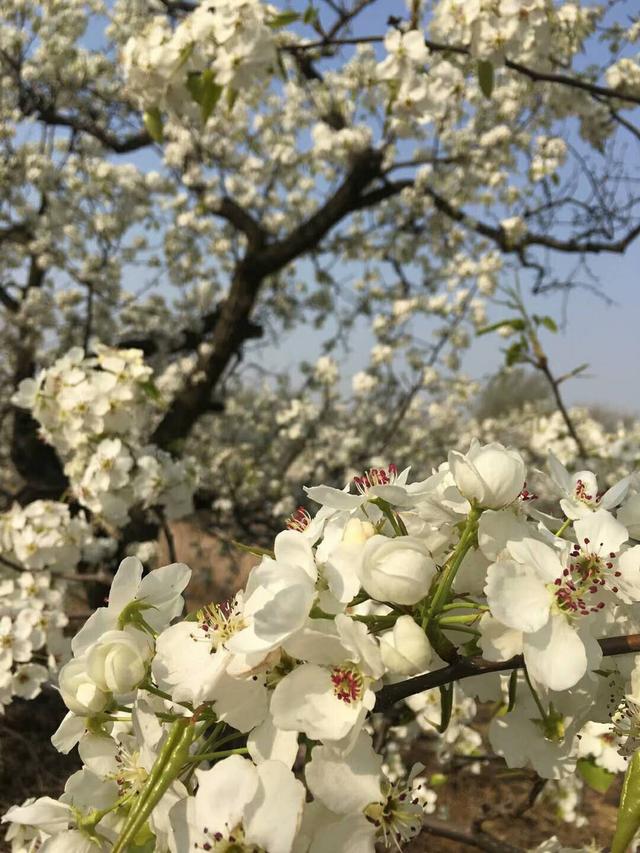 北京大兴庞各庄梨花节,万亩梨园梨花绽放,清香四溢春色无边