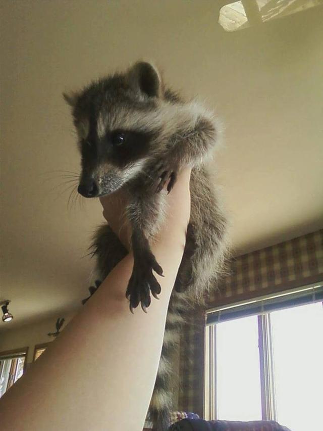 捡了个小浣熊没人愿意养,扔给家里猫结果把它带野了