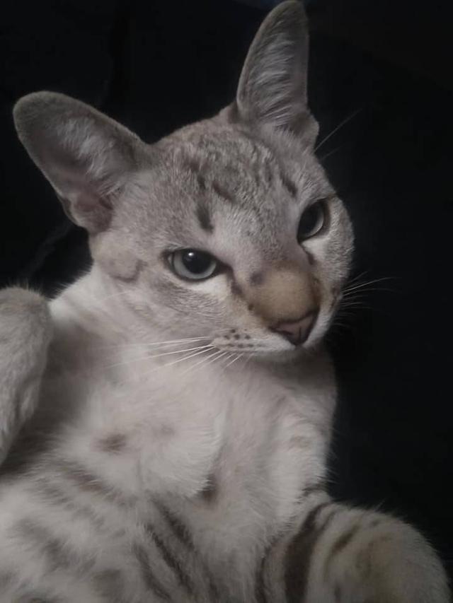 猫咪淘气去捅马蜂窝,模样狼狈的逃回来,主人忍不住笑喷了