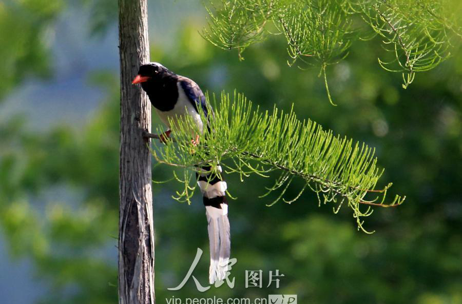 珍稀红嘴长尾喜鹊现身安徽黄山