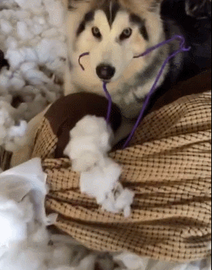 下班回来看到棉被被撕成这样主人请问狗肉怎么做好吃