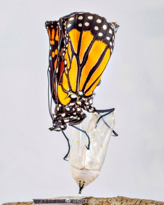 纽约摄影师kenrohling将蝴蝶破蛹而出的画面记录下来