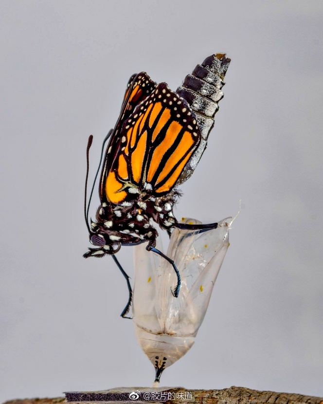 纽约摄影师kenrohling将蝴蝶破蛹而出的画面记录下来