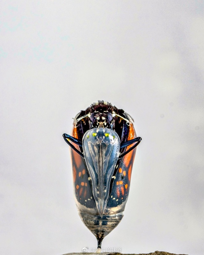 纽约摄影师kenrohling将蝴蝶破蛹而出的画面记录下来