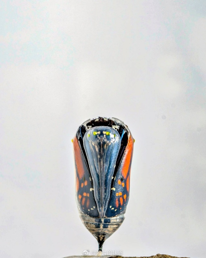 纽约摄影师 ken rohling 将蝴蝶破蛹而出的画面记录下来