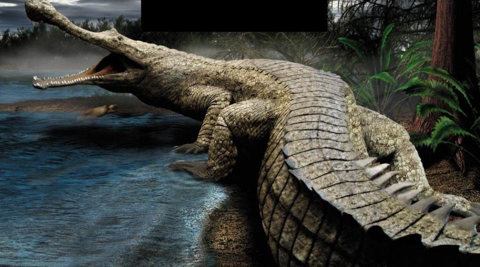 鳄鱼动物界最强心脏暴龙之后最强的咬力担当探索
