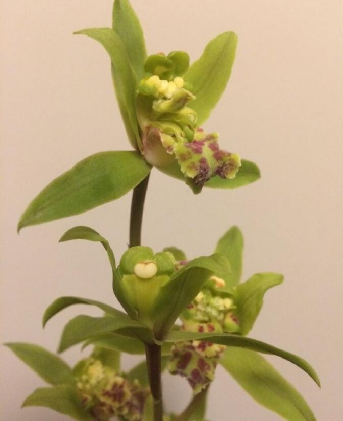 蕙兰绿牡丹,很漂亮_新浪看点