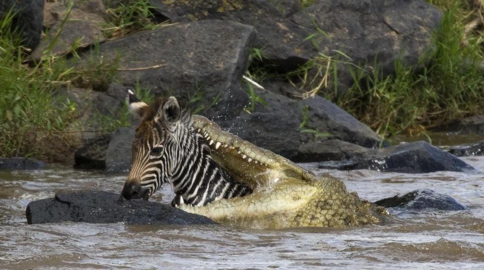鳄鱼动物界最强心脏暴龙之后最强的咬力担当探索