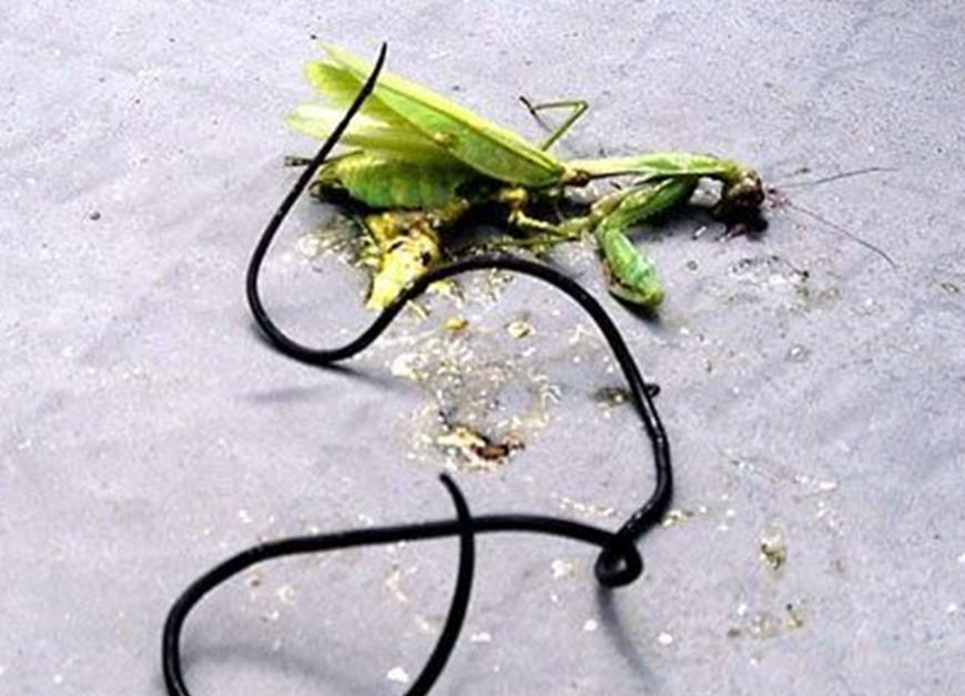 直击现实中的铁线虫长这样看完倒吸一口冷气切记不能用手去碰